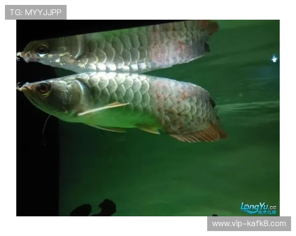 K8扑鱼登陆最新攻略详解助你轻松掌握捕鱼技巧实现高分收益